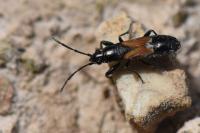 Pterotmetus staphyliniformis