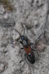 Pterotmetus staphyliniformis