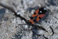 Horvathiolus superbus