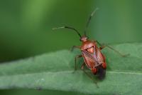 Deraeocoris ruber