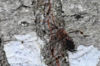 Leptoglossus occidentalis