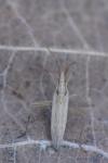 Stenodema laevigata