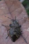 Troilus luridus