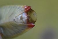 Elasmostethus interstinctus
