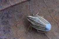 Aelia acuminata