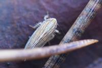 Mocydia crocea