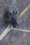 Peritrechus gracilicornis