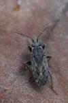 Peritrechus gracilicornis
