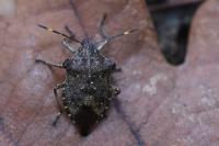 Troilus luridus