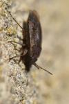 Emblethis denticollis