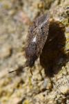 Emblethis denticollis