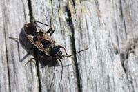 Rhyparochromus vulgaris