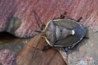 Chlorochroa pinicola
