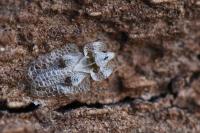 Corythucha ciliata
