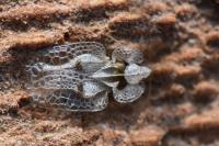 Corythucha ciliata