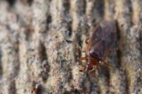 Cardiastethus fasciiventris