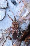 Leptoglossus occidentalis