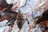 Leptoglossus occidentalis