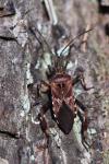 Leptoglossus occidentalis