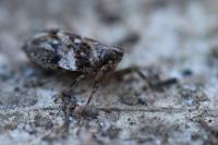 Issus coleoptratus