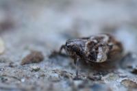 Issus coleoptratus
