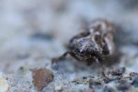 Issus coleoptratus