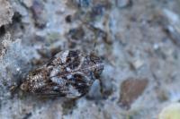 Issus coleoptratus