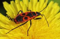 Pyrrhocoris apterus