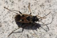Rhyparochromus vulgaris