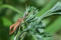 Syromastus rhombeus