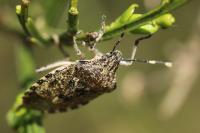 Rhaphigaster nebulosa