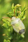 Piezodorus lituratus