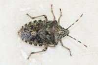 Rhaphigaster nebulosa