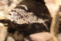Coranus griseus