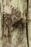 Rhaphigaster nebulosa