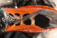 Peirates stridulus