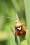 Lygus pratensis