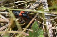 Prostemma guttula