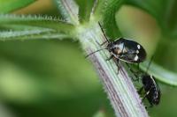 Eurydema oleracea
