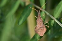 Syromastus rhombeus