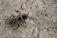 Xanthochilus quadratus
