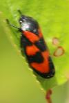 Cercopis vulnerata