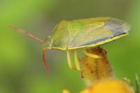 Piezodorus lituratus