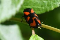 Cercopis vulnerata