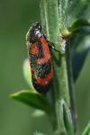 Haematoloma dorsata