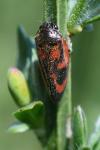 Haematoloma dorsata