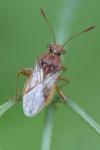 Rhopalus parumpunctatus