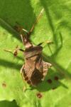 Coreus marginatus
