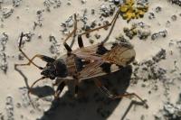 Beosus maritimus