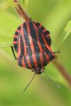 Graphosoma italicum